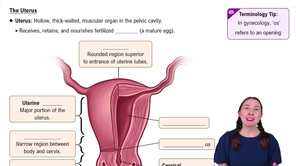 The Uterus