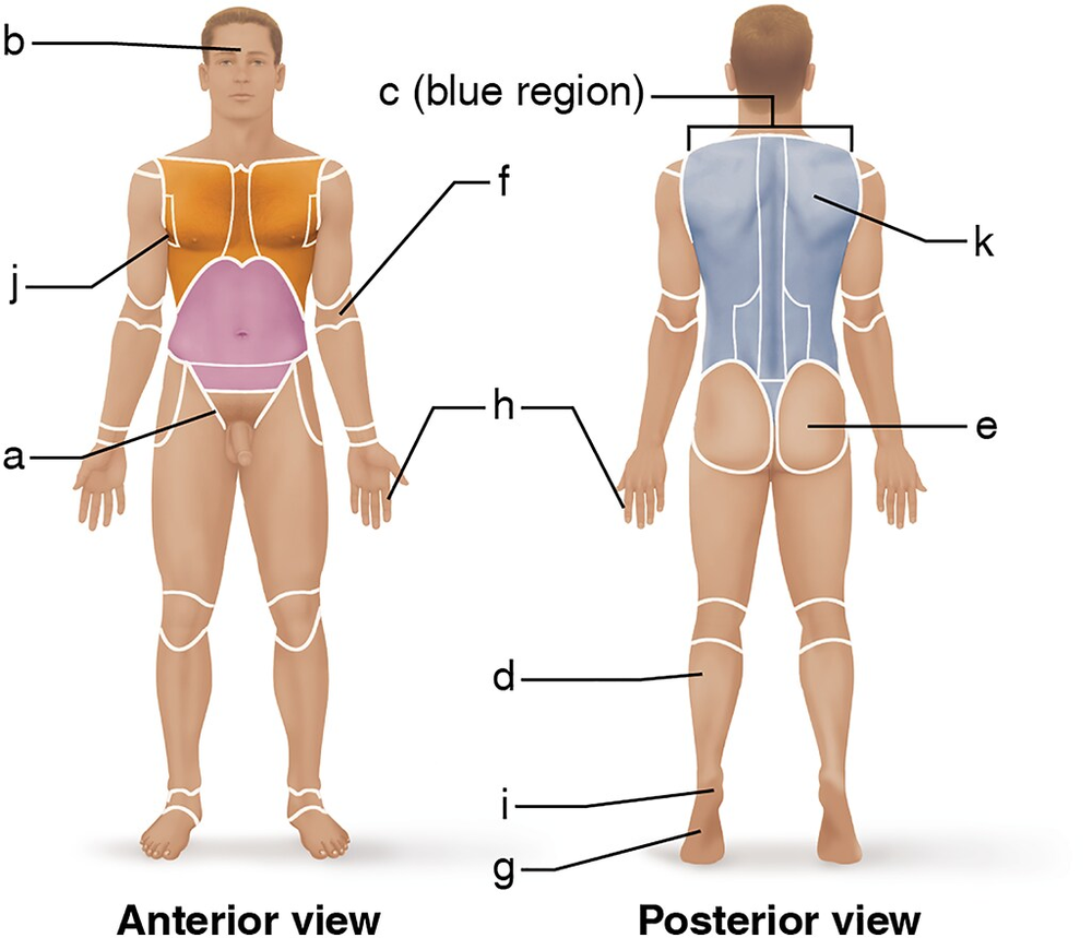 Illustration of a human figure labeled with anatomical regions for identification, showing anterior and posterior views.