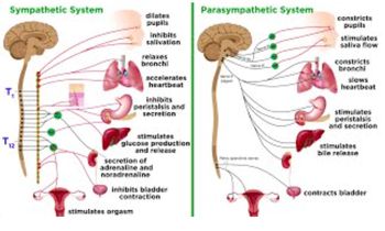 The Autonomic Nervous System: Sympathetic and Parasympathetic Divisions