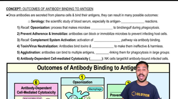 Outcomes of Antibody Binding to Antigen