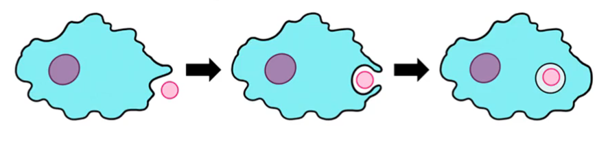 Illustration showing the process of endocytosis and exocytosis in a cell, depicting particle transport.
