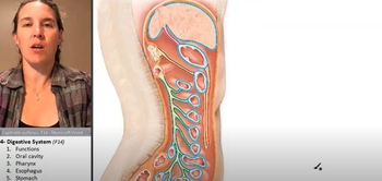 Digestive System - Peritoneal cavity
