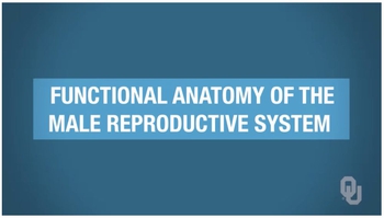 Functional Anatomy of the Male Reproductive System