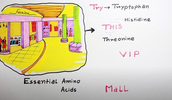 Essential Amino Acids