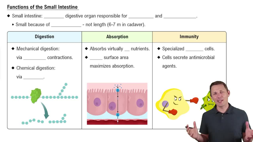 Functions of the Small Intestine