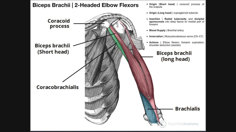 Anterior Arm Compartment - Biceps Brachii, Brachialis, & Coracobrachialis