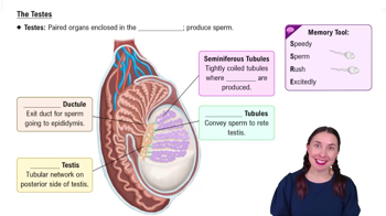The Testes