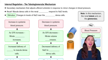 Internal Regulation - The Tubuloglomerular Mechanism