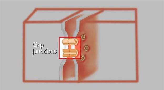 Microscopic Appearance of Cardiac Muscle