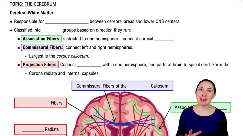 Cerebral White Matter