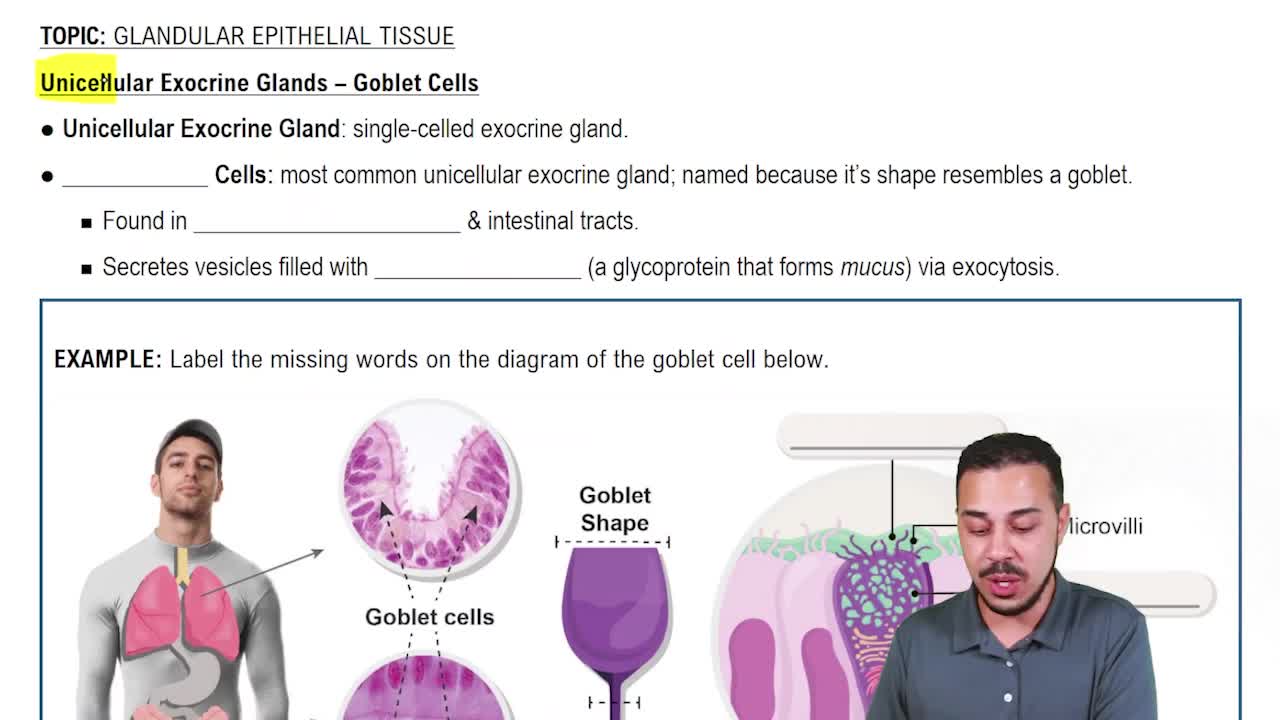 Unicellular Exocrine Glands - Goblet Cells