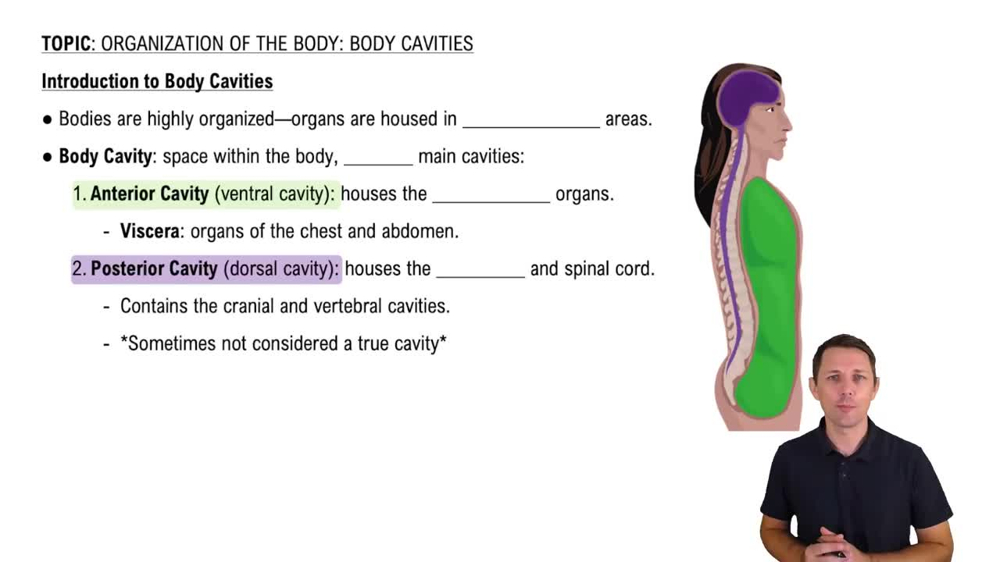 Introduction to Body Cavities