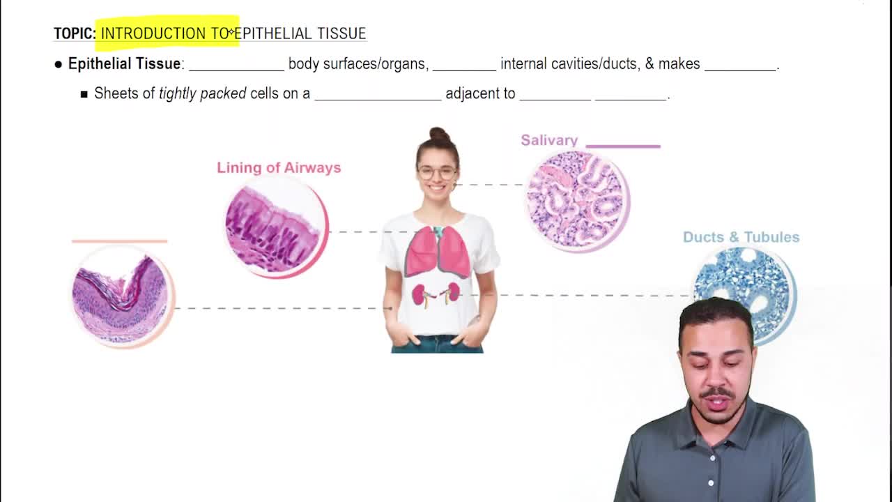 Intro to Epithelia