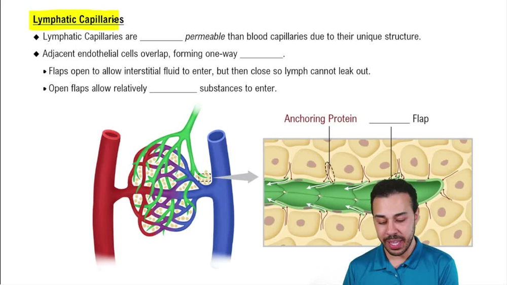 Lymphatic Capillaries
