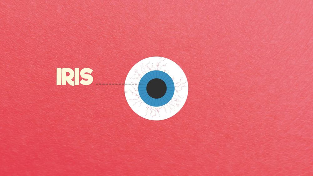 The eye, structure and parts