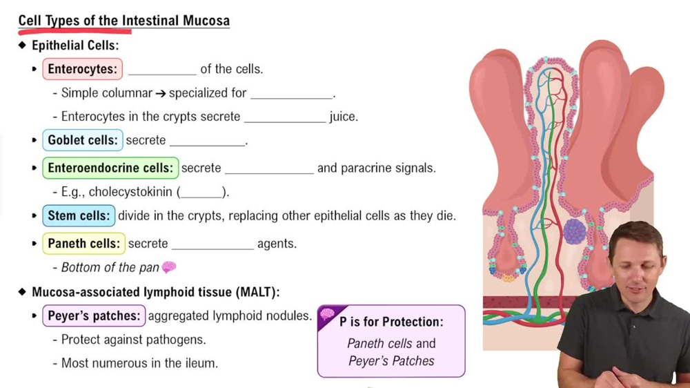 Cell Types of the Intestinal Mucosa