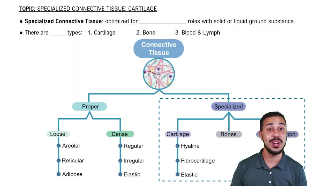 Specialized Connective Tissues