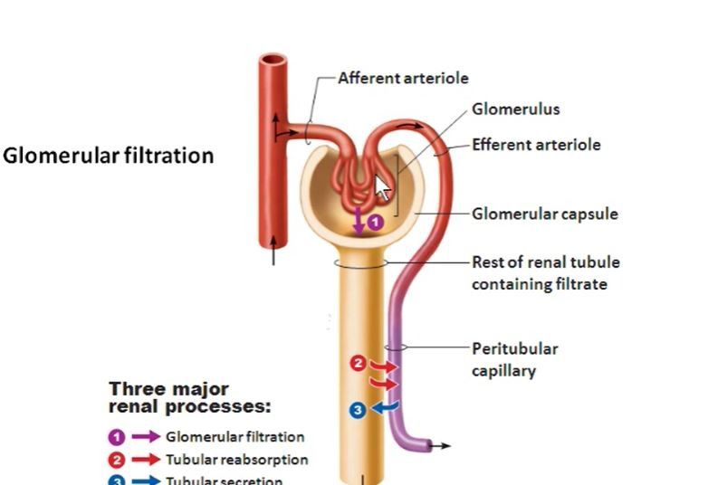 Regulation of Glomerular Filtration Rate