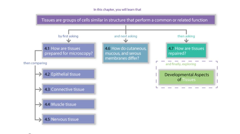 Types of Tissues and Tissue Repair