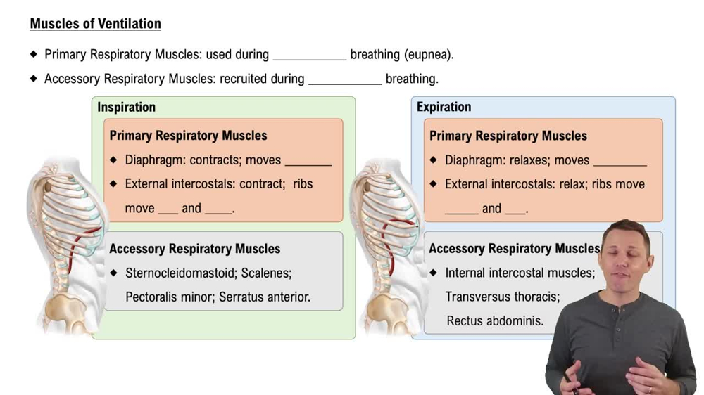 Muscles of Ventilation