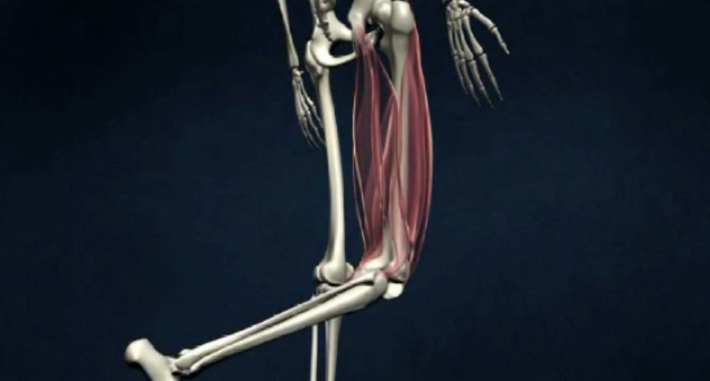 Movement at the knee joint
