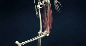 Movement at the knee joint