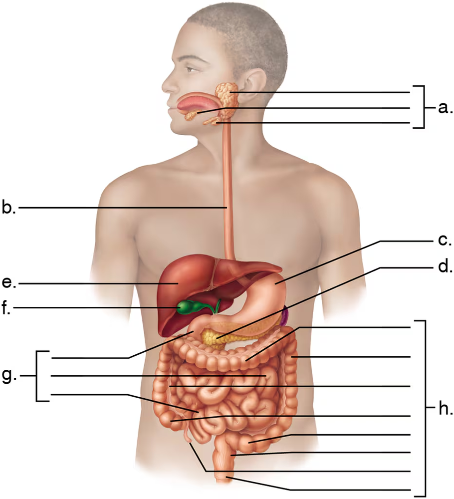 Illustration of the human digestive system with labeled organs, highlighting the liver's function in bile production.