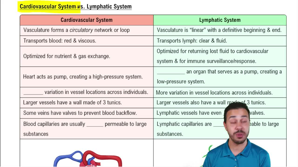 Cardiovascular System vs. Lymphatic System