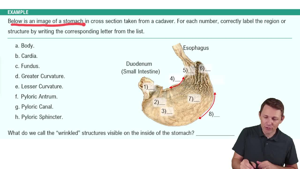 The Stomach Example 1