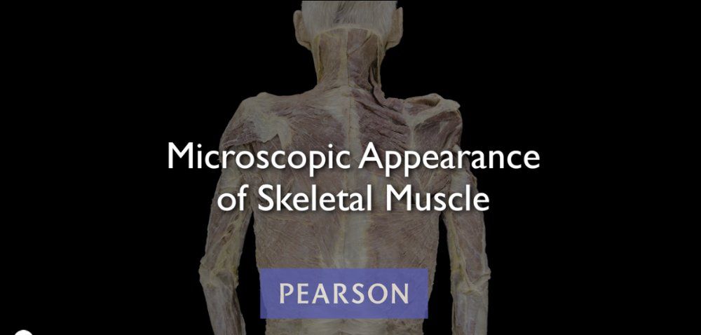 Microscopic Appearance of Skeletal Muscle