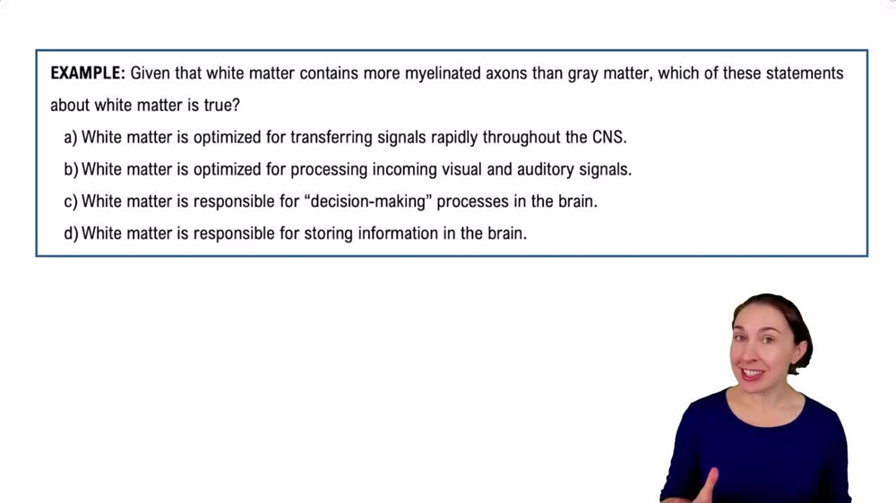 Introduction to the Central Nervous System Example 3