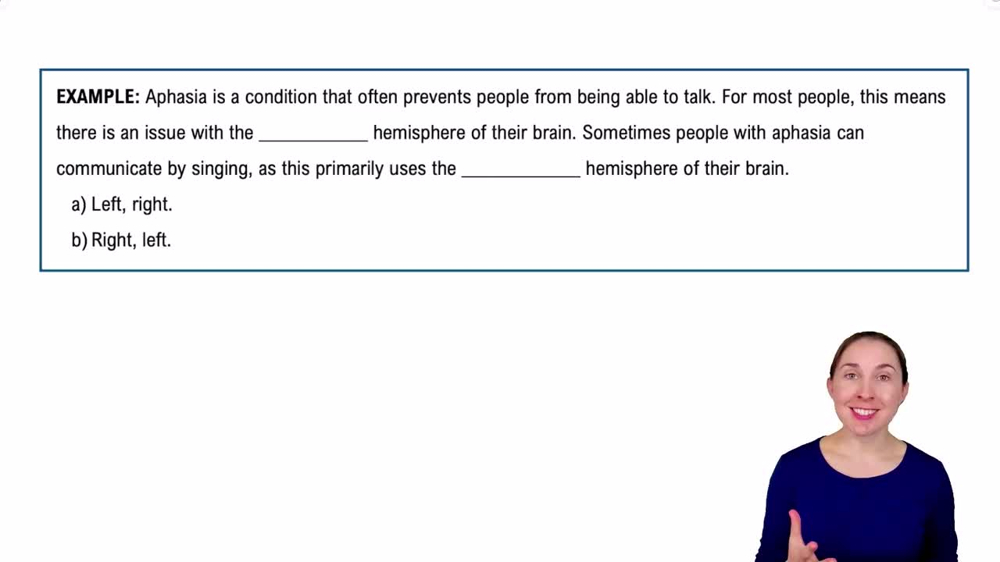 The Cerebrum Example 1