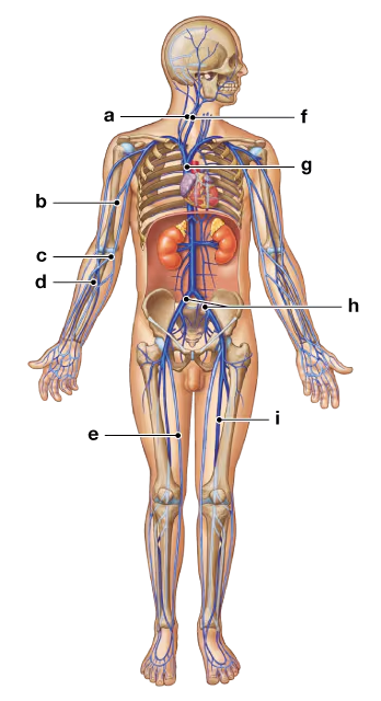 Diagram of the human body highlighting major veins with labeled points from head to legs for identification.