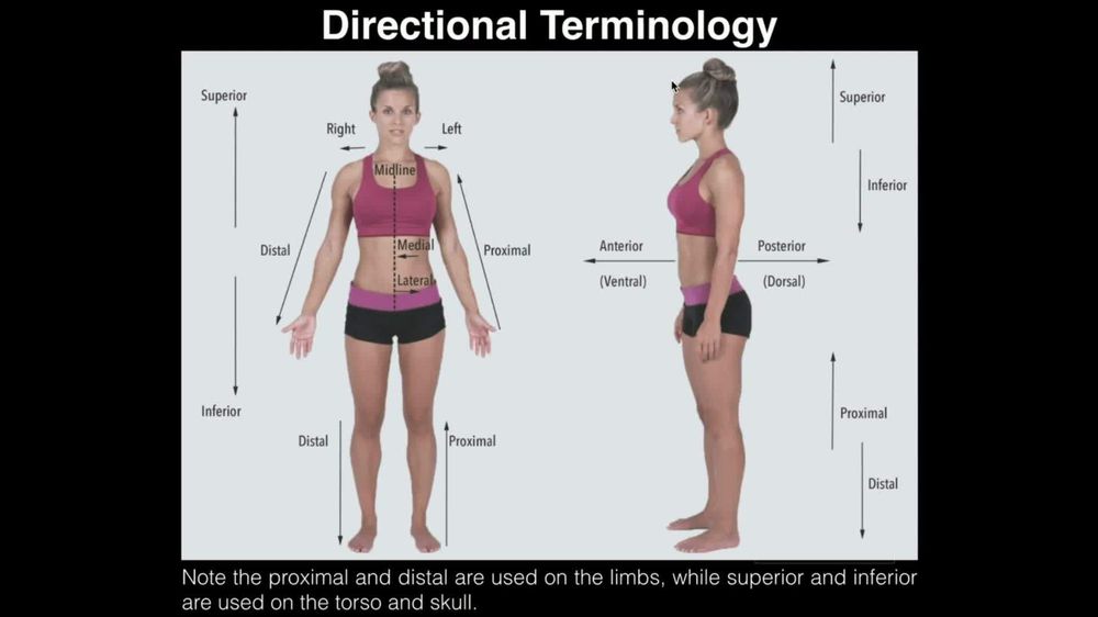 Anatomical Position, Directional Terms, & Body Planes
