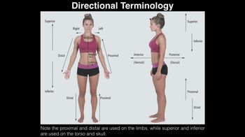Anatomical Position, Directional Terms, & Body Planes