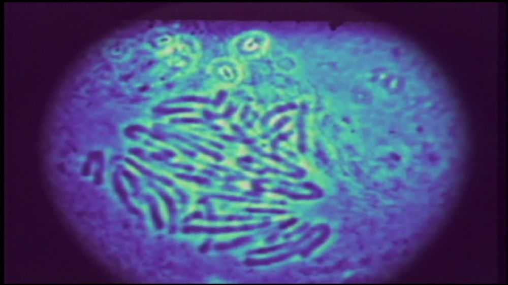 Cells - Components of the Nucleus