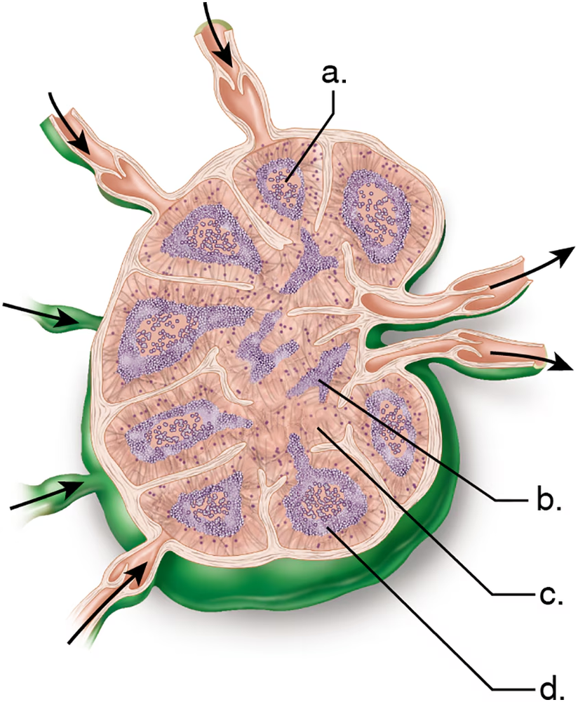 Illustration of a lymph node highlighting areas of increased activity during high antibody production, labeled a, b, c, and d.