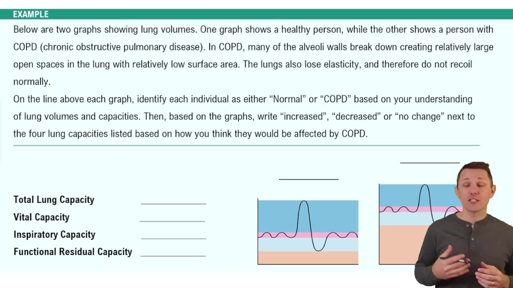 Lung Volumes and Capacities Example 2