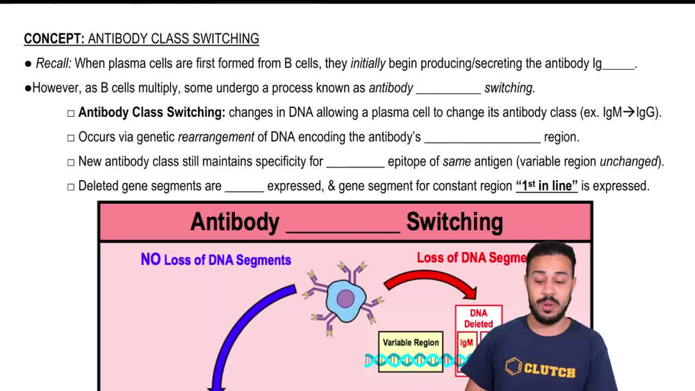 Antibody Class Switching