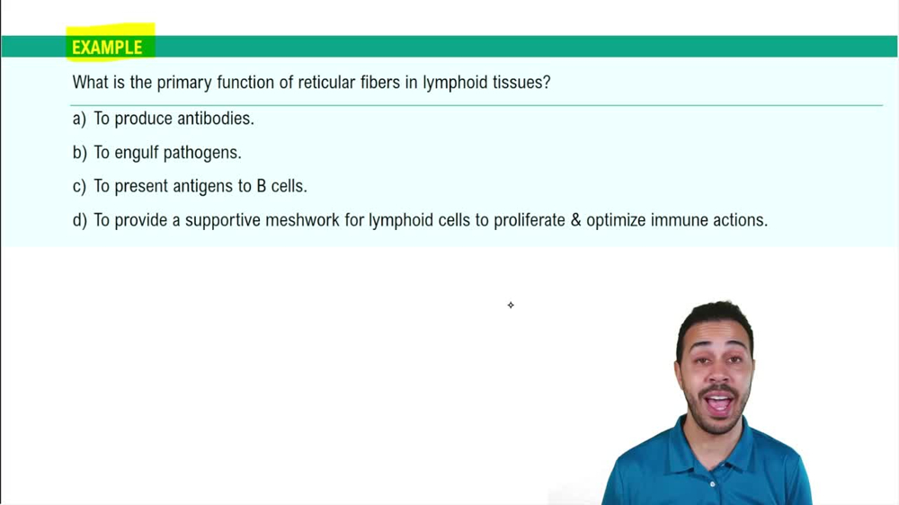 Lymphoid Cells & Tissues Example 1
