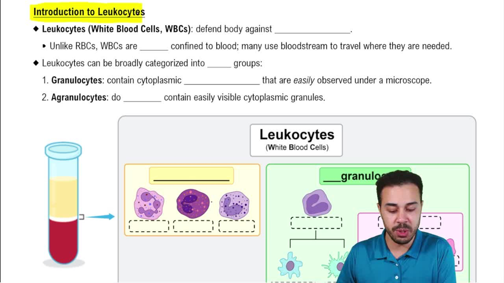 Introduction to Leukocytes