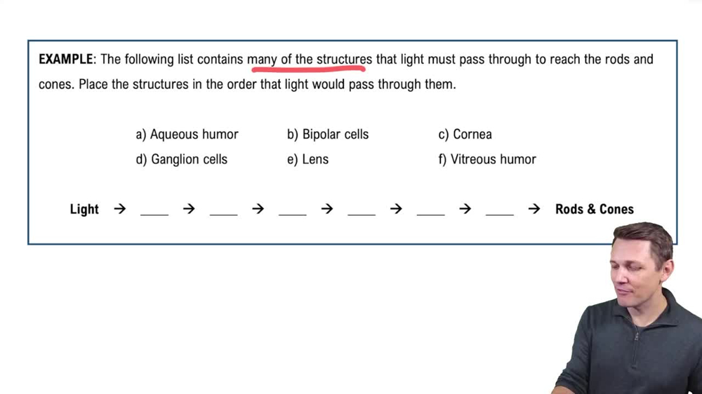 Inner Layer of the Eyeball Example 1