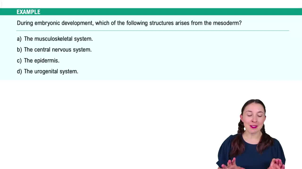 Embryonic Development (Weeks 3-8) Example 3