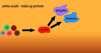 What Are Complete Proteins, Incomplete Proteins, Essential Amino Acids, Non Essential Amino Acids