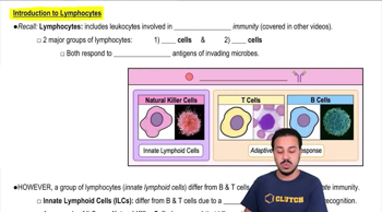 Introduction to Lymphocytes