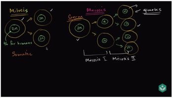 Comparing Mitosis and Meiosis