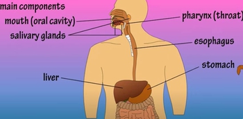 What Is The Digestive System - How The Digestive System Works - Digestive System Function