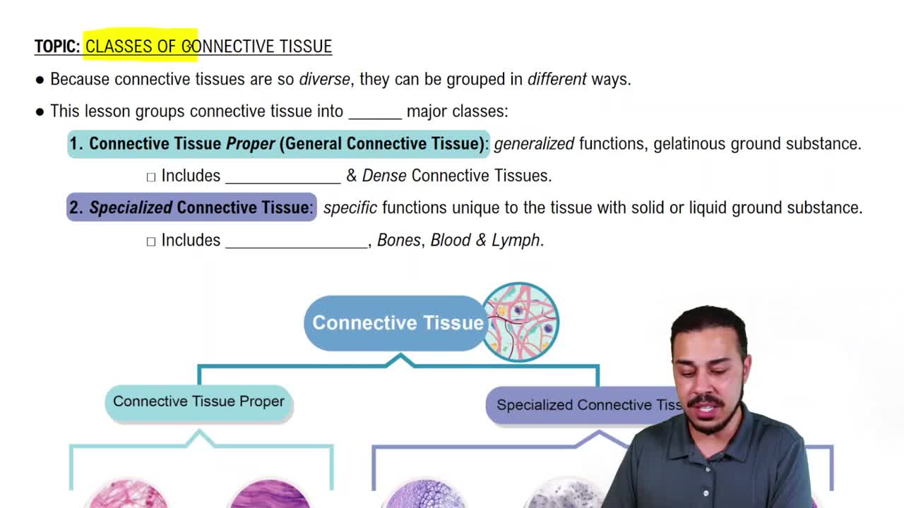 Grouping Connective Tissues