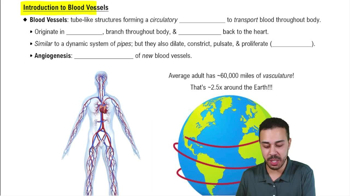 Blood Vessels