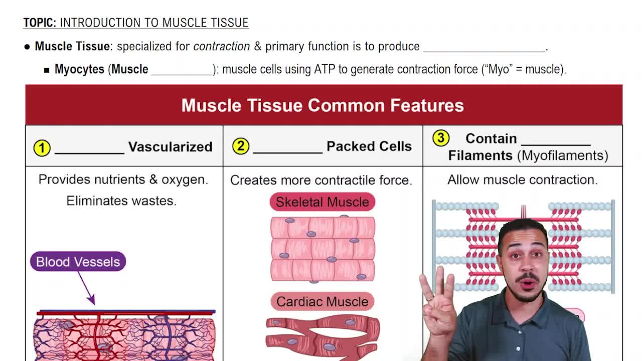 Intro to Muscle Tissue